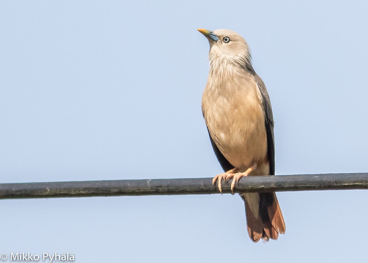 Chestnut-tailed Starling - ML204713901