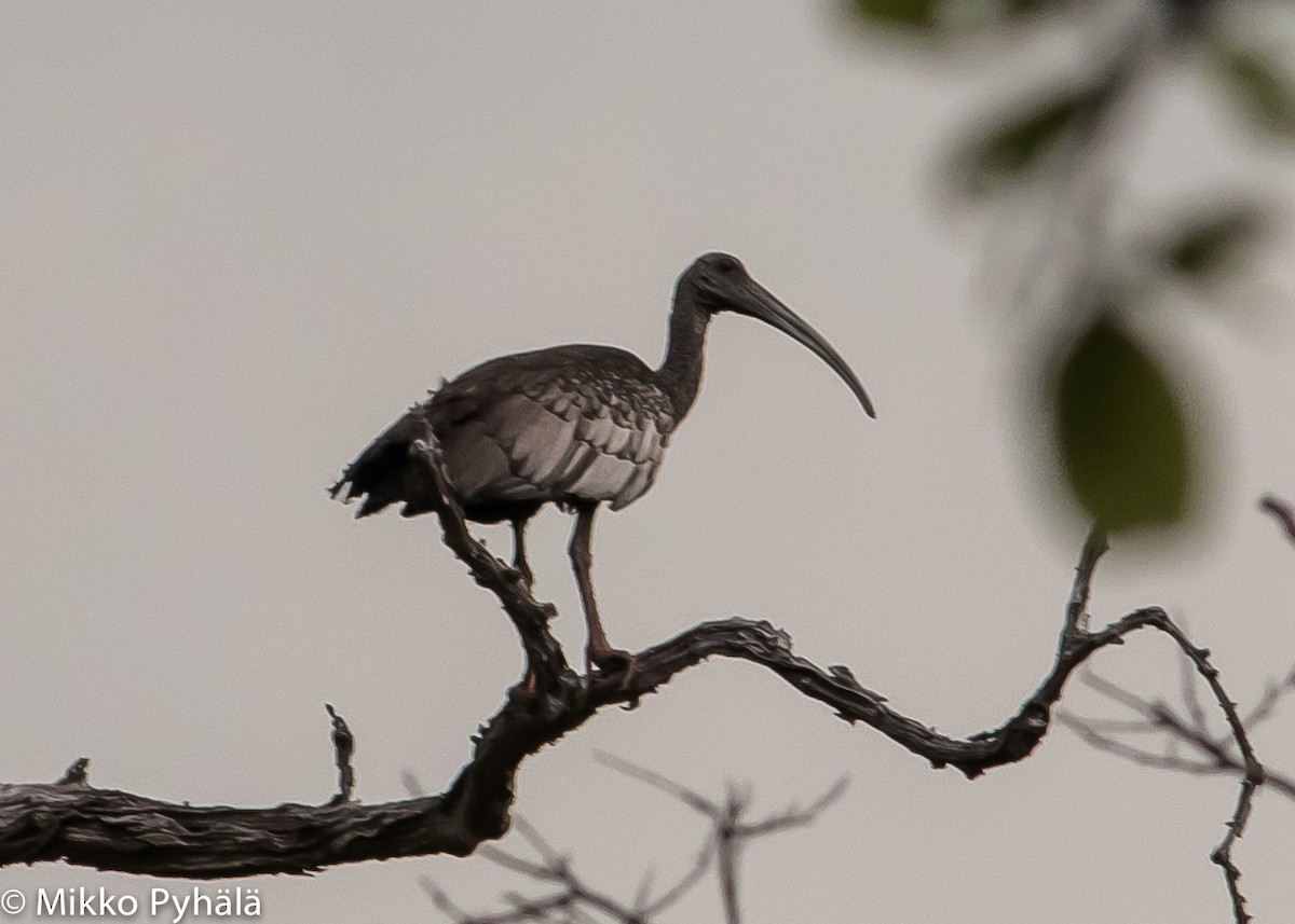 ibis obrovský - ML204714011