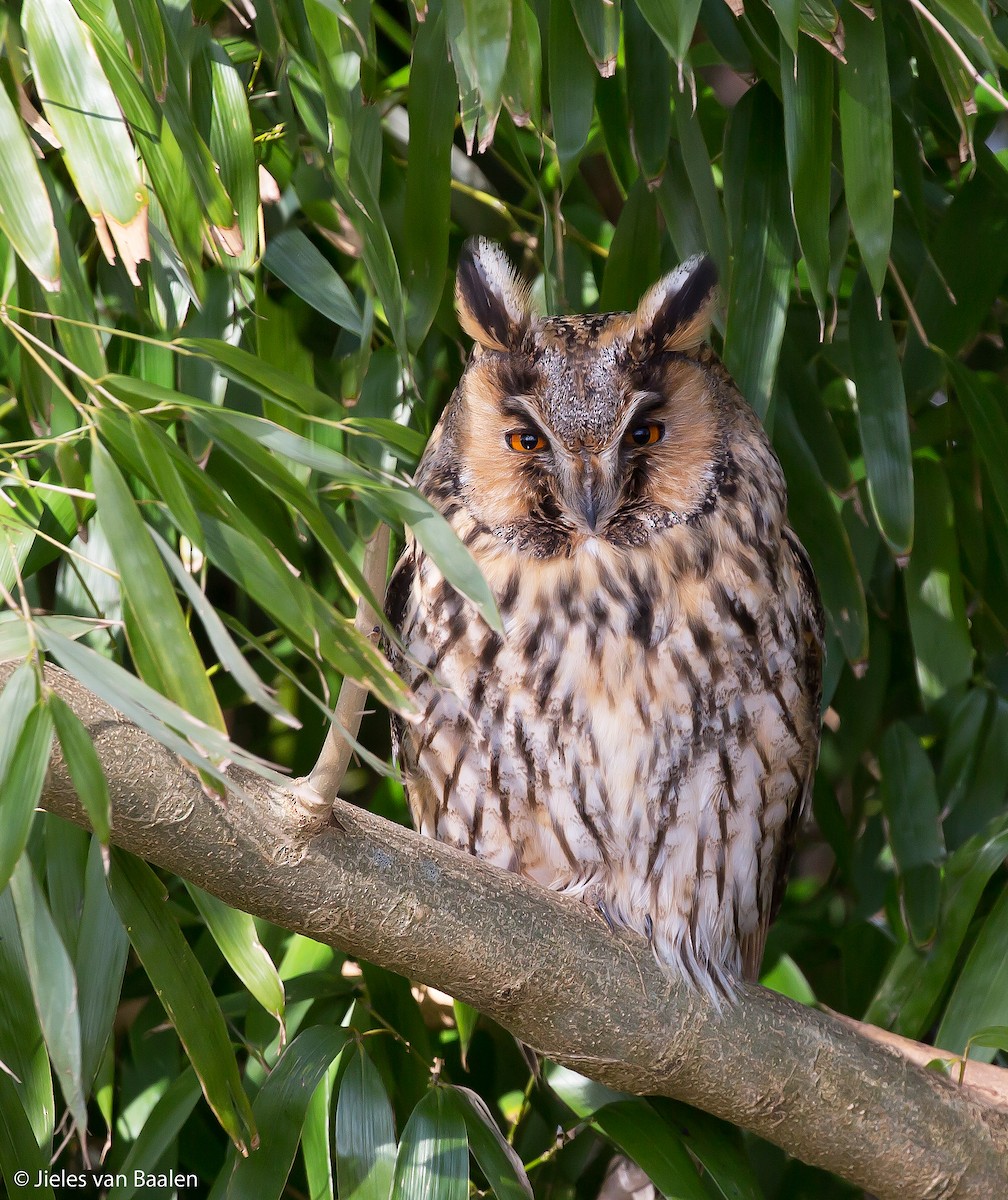 Long-eared Owl (Eurasian) - Jieles van Baalen