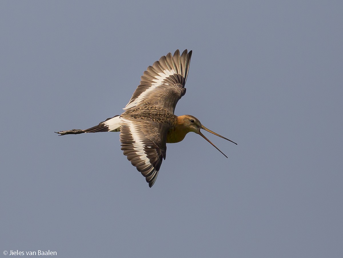 Black-tailed Godwit (limosa) - Jieles van Baalen