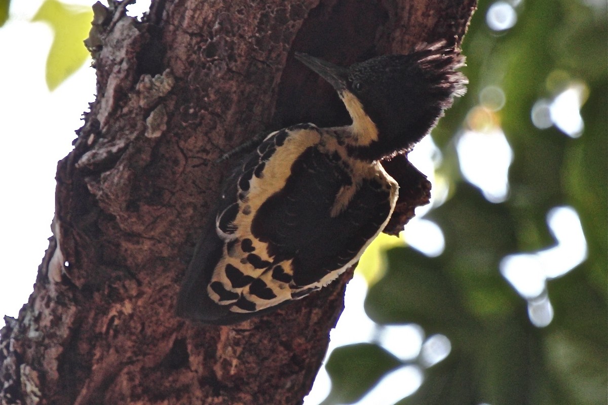 Heart-spotted Woodpecker - Vasanthan Panchavarnam
