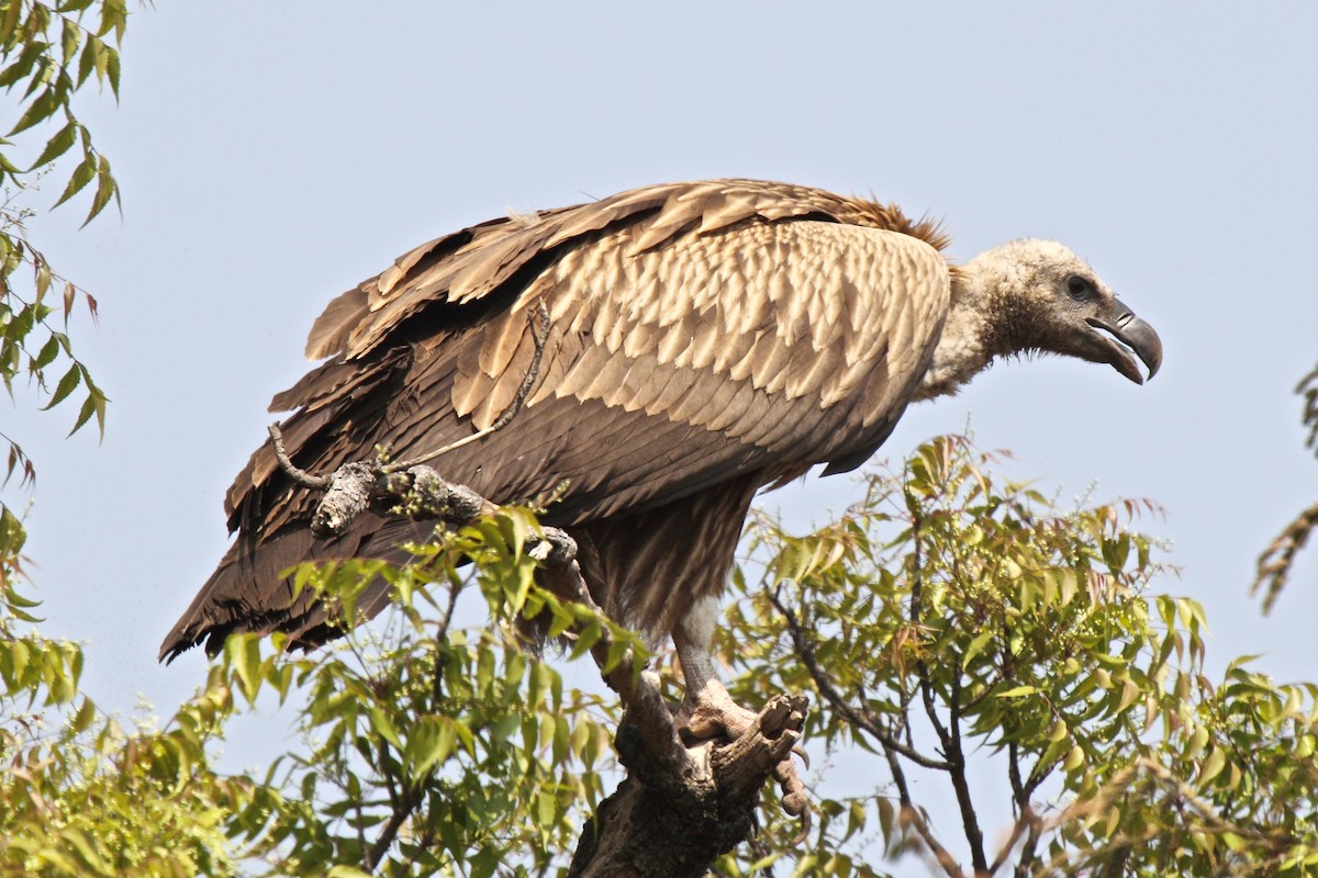 Indian Vulture - Vasanthan Panchavarnam