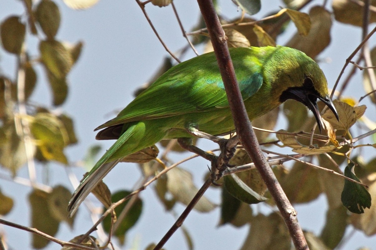 Jerdon's Leafbird - Vasanthan Panchavarnam
