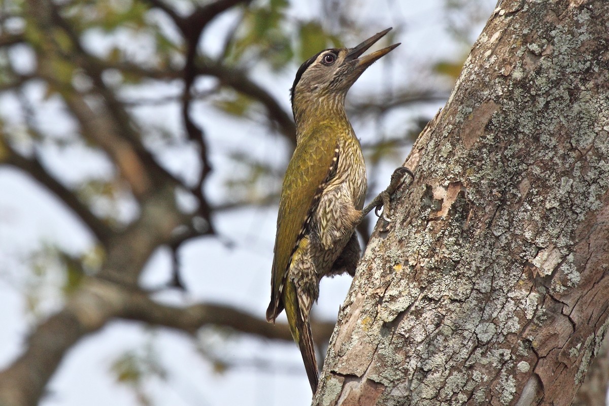 Streak-throated Woodpecker - Vasanthan Panchavarnam