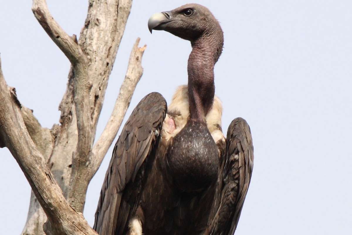 White-rumped Vulture - Vasanthan Panchavarnam