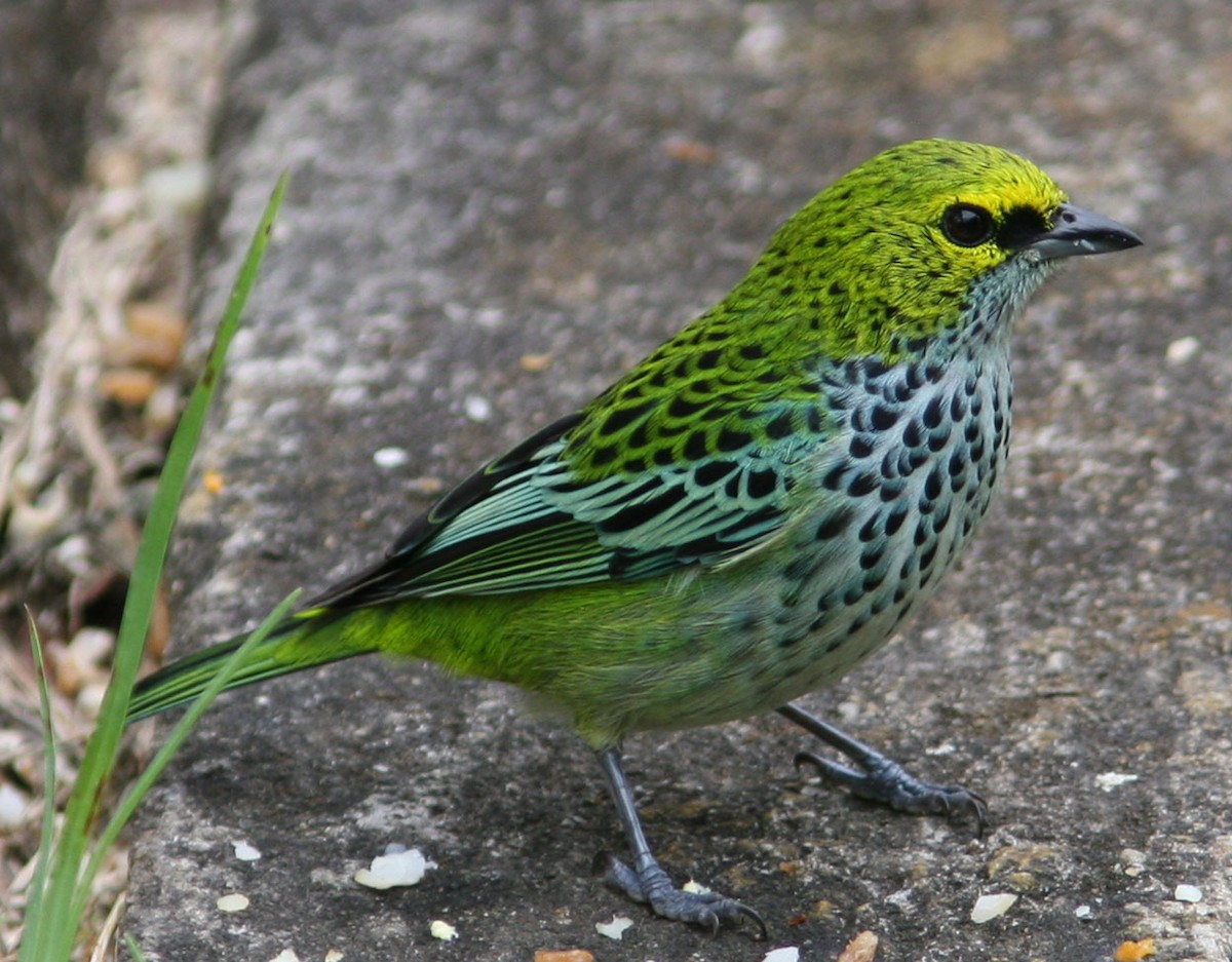 Speckled Tanager - ML204715301