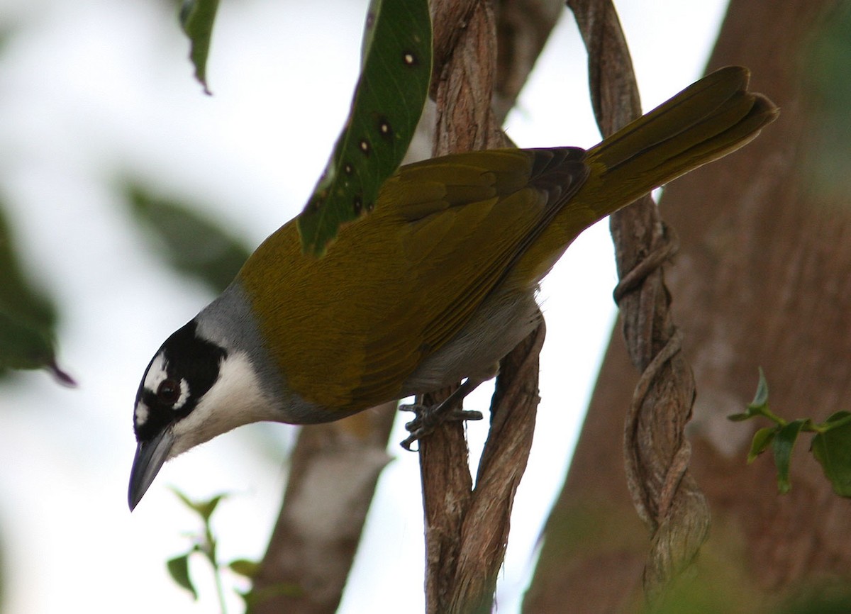 Black-crowned Palm-Tanager - ML204715571