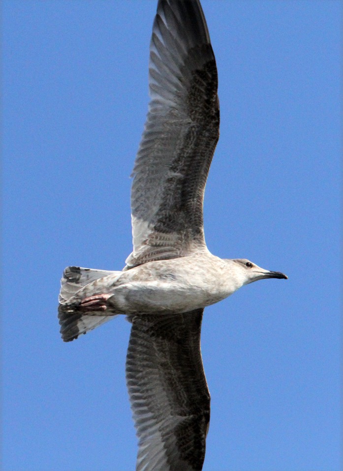 Herring Gull (European) - Mikko Pyhälä