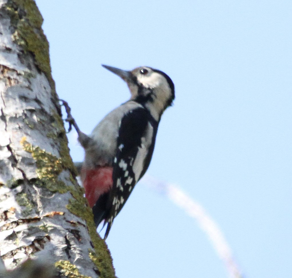 Syrian Woodpecker - Mikko Pyhälä