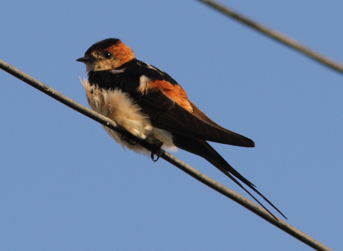 Red-rumped Swallow (Red-rumped) - Mikko Pyhälä