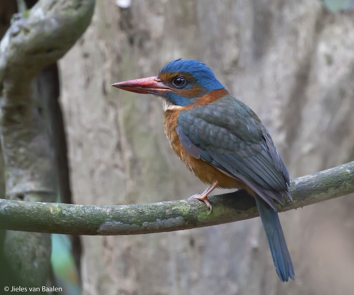 Green-backed Kingfisher (Blue-headed) - Jieles van Baalen