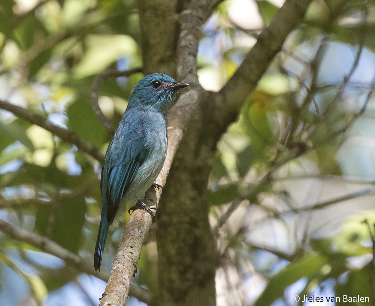 Turquoise Flycatcher - Jieles van Baalen