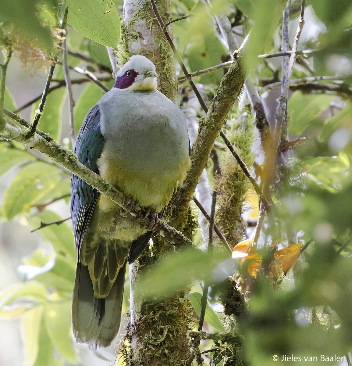 Red-eared Fruit-Dove (Red-eared) - ML204716501