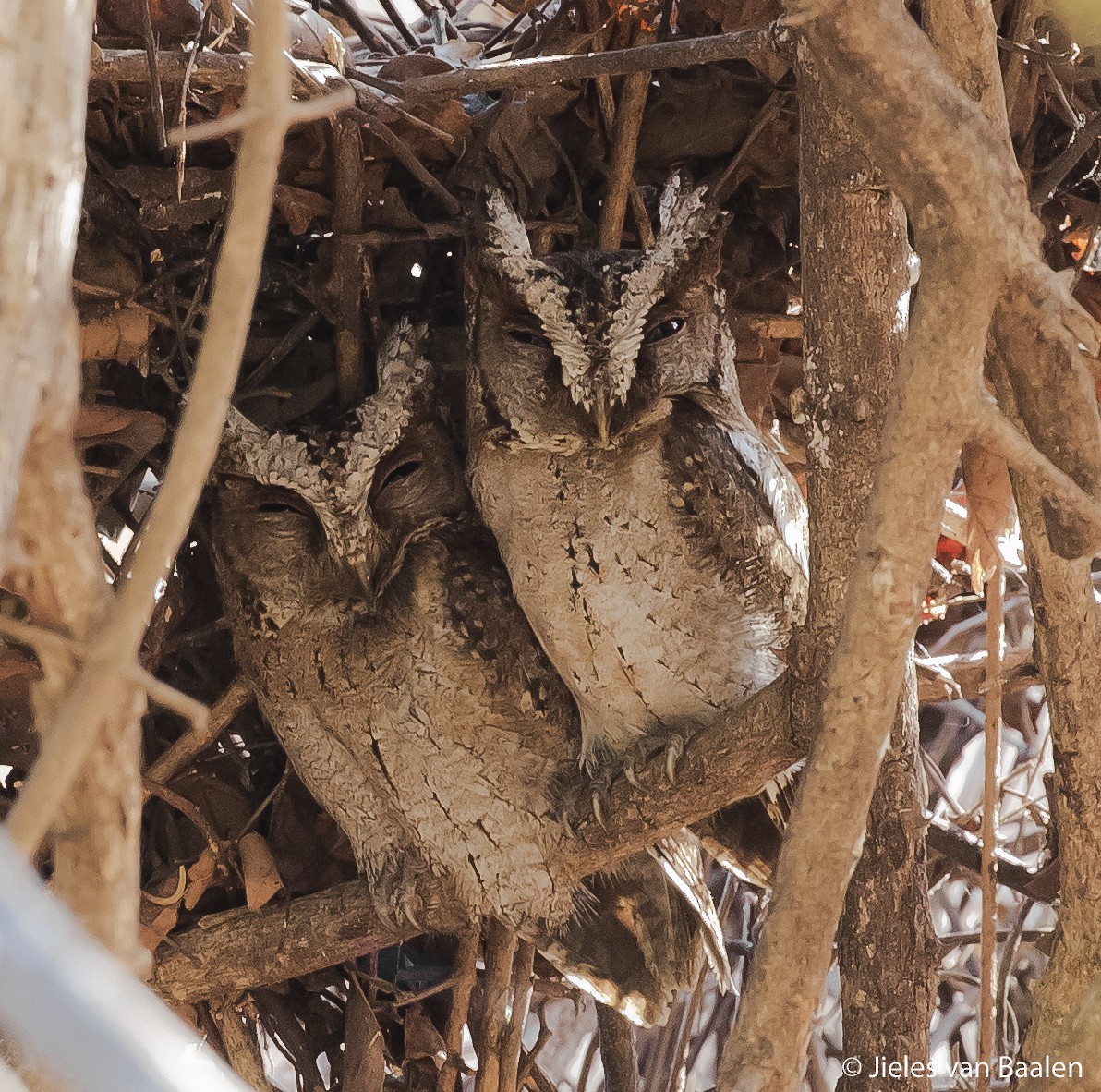 Sunda Scops-Owl - Jieles van Baalen