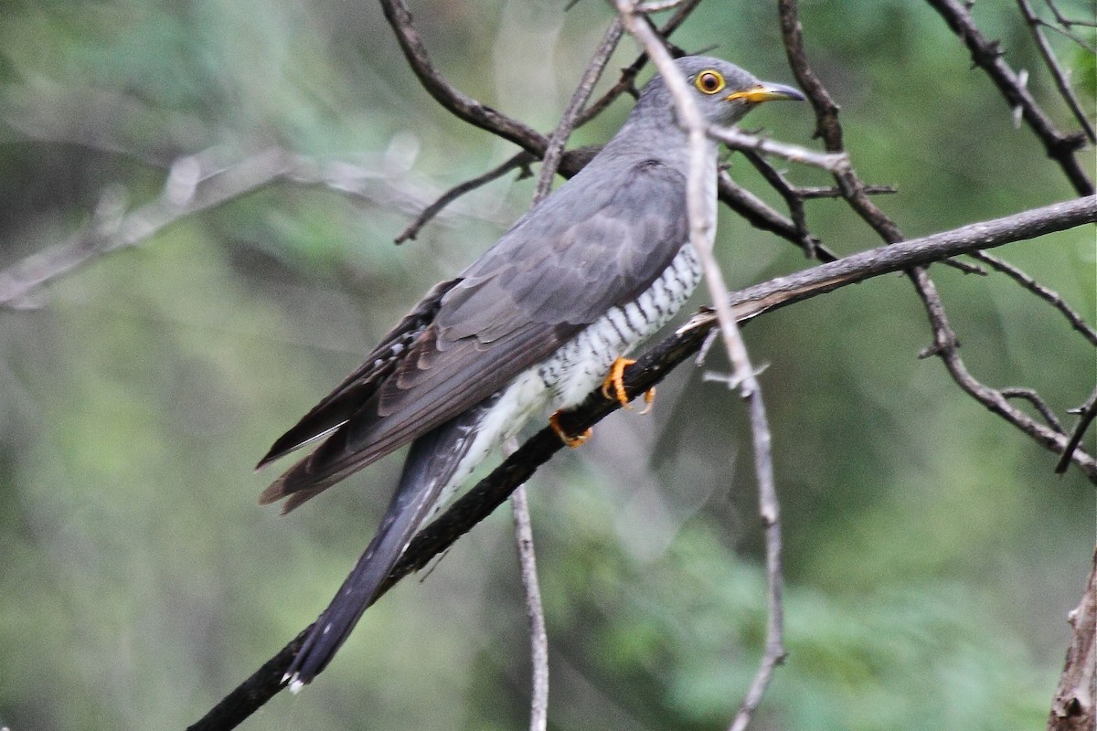 Common Cuckoo - ML204717291