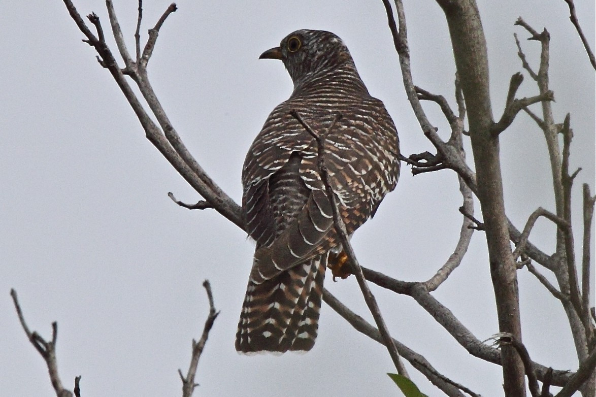 Common Cuckoo - ML204717301