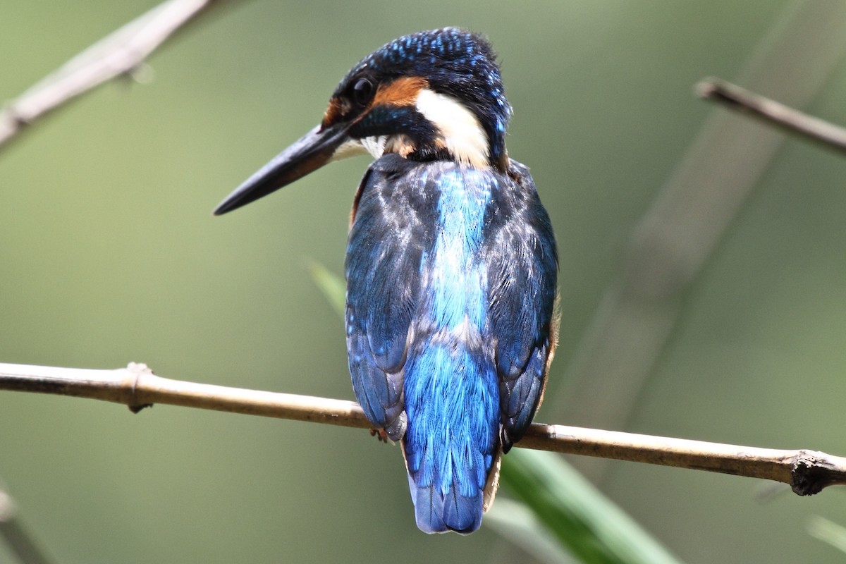 Common Kingfisher (Common) - Vasanthan Panchavarnam