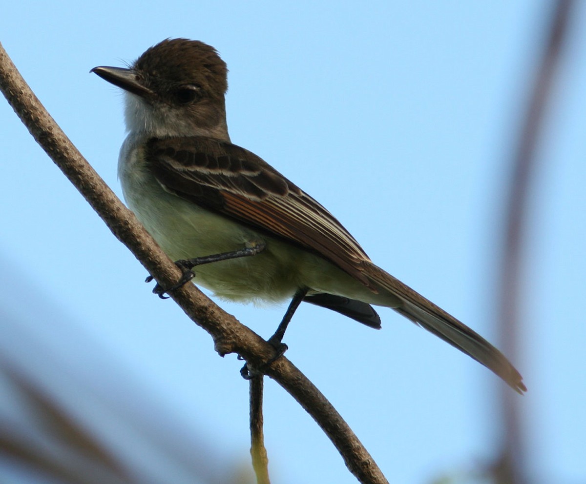 Grenada Flycatcher - Mikko Pyhälä