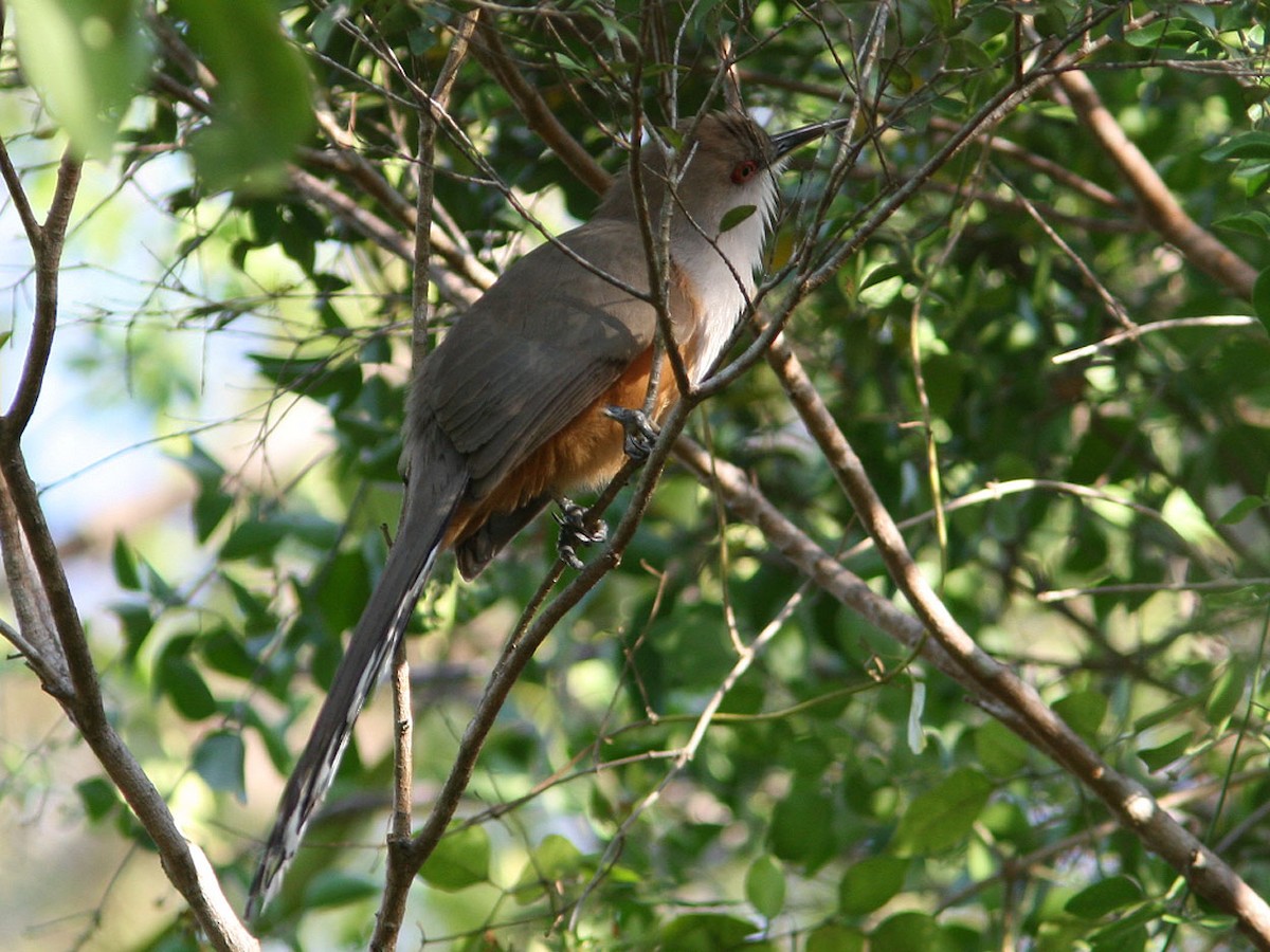 Puerto Rican Lizard-Cuckoo - Mikko Pyhälä