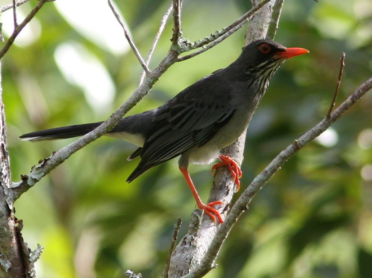 Red-legged Thrush (Antillean) - Mikko Pyhälä