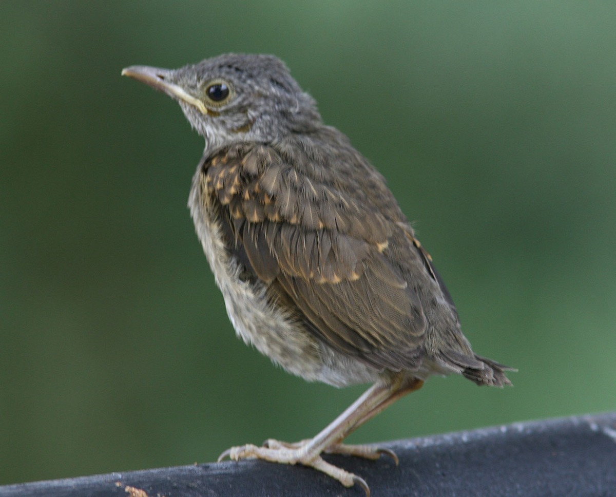 Pale-breasted Thrush - ML204717831