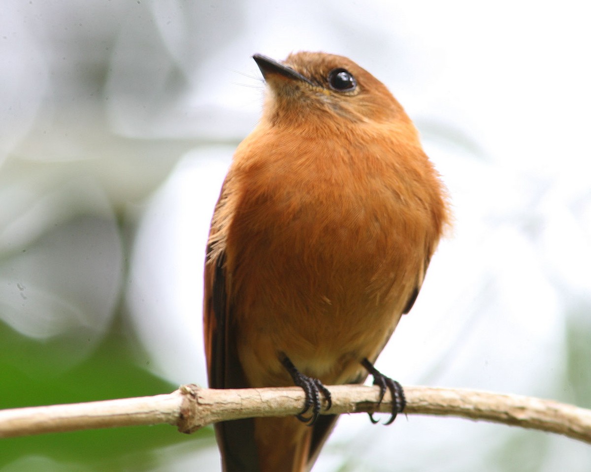 Cinnamon Flycatcher (Venezuelan) - Mikko Pyhälä