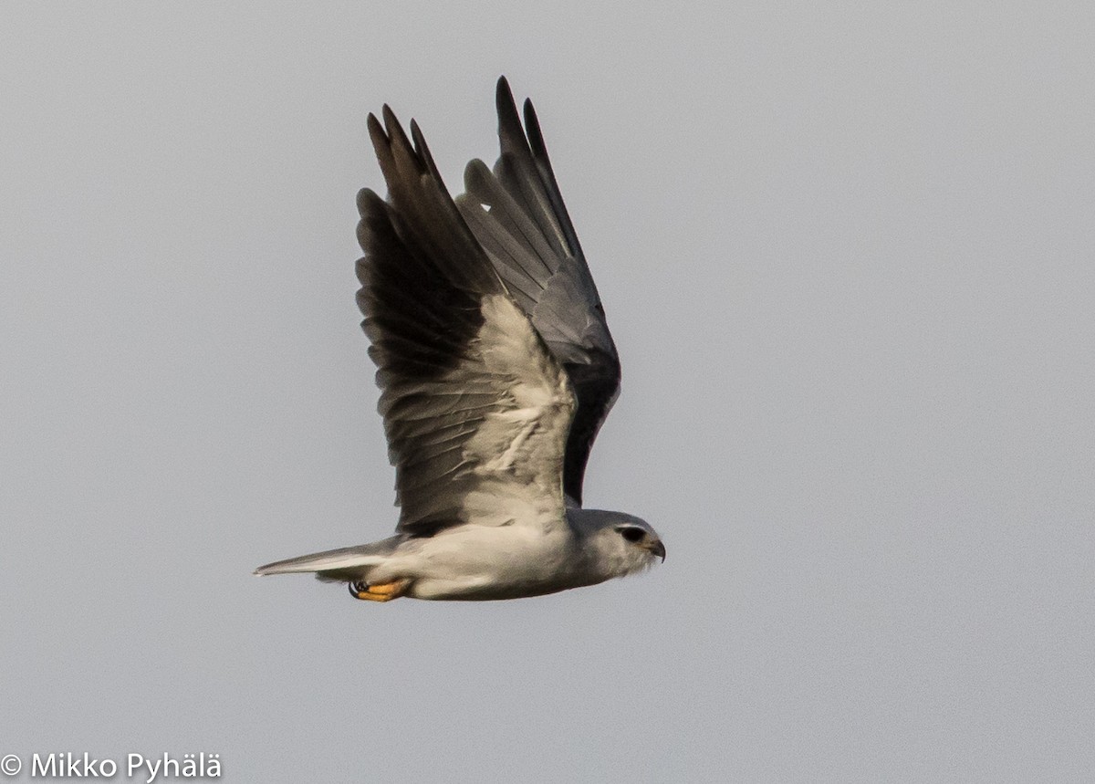 Black-winged Kite (African) - Mikko Pyhälä