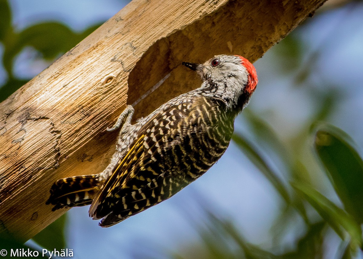 Cardinal Woodpecker - ML204718251