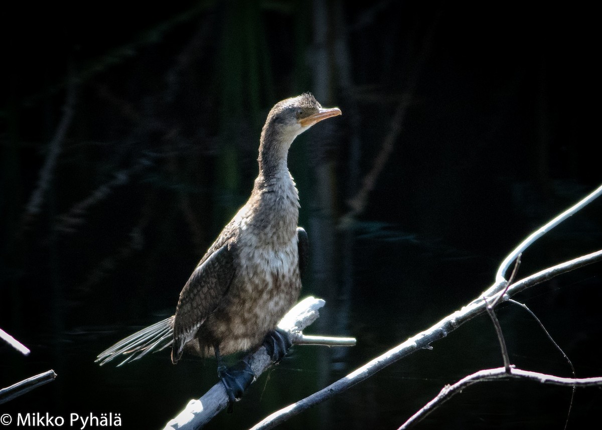 Long-tailed Cormorant - ML204718331