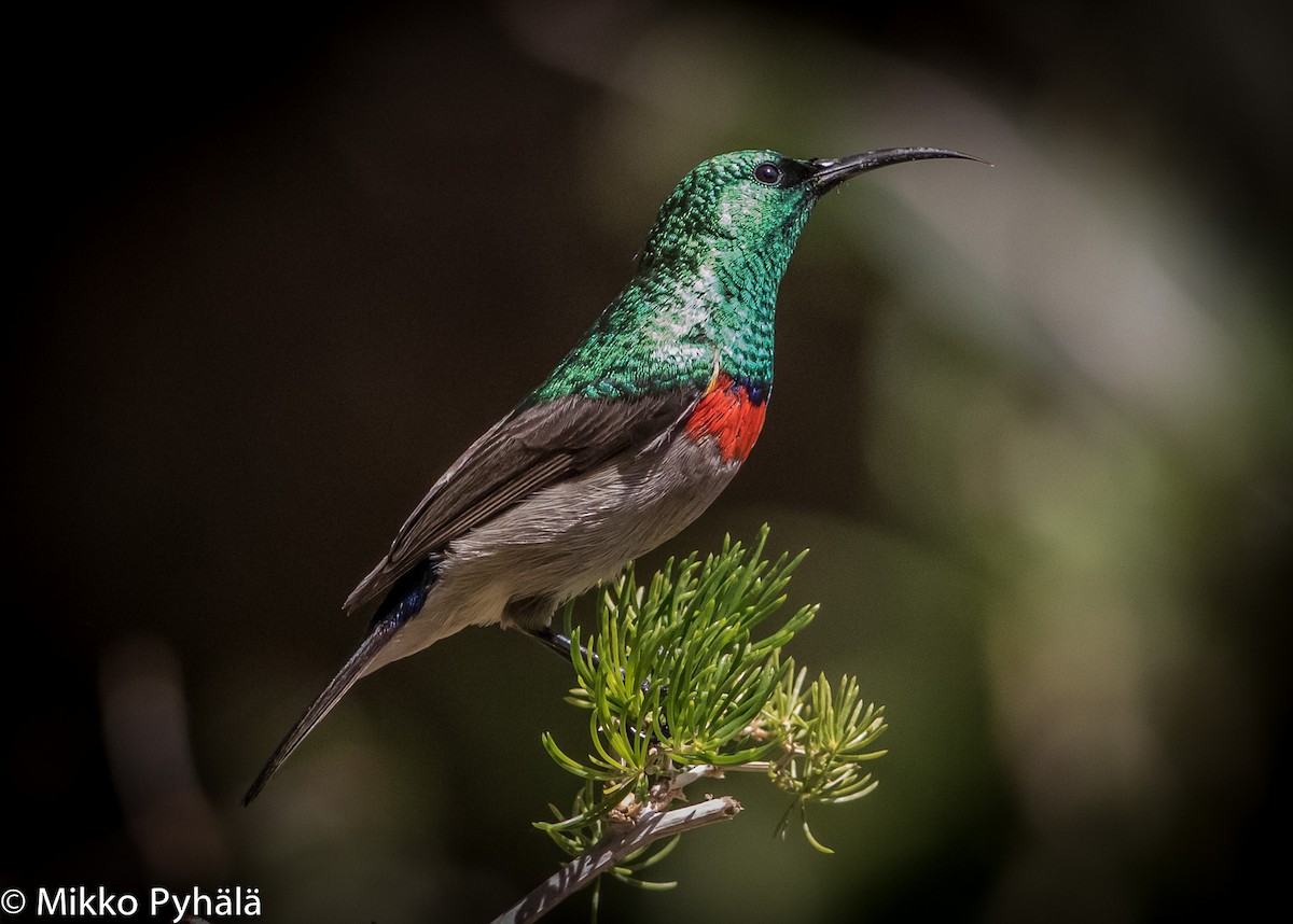 Southern Double-collared Sunbird - ML204718371
