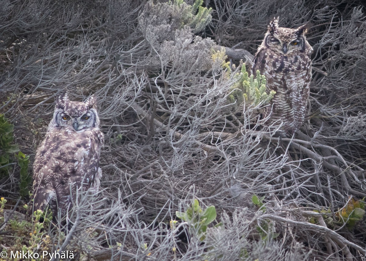 Spotted Eagle-Owl - Mikko Pyhälä