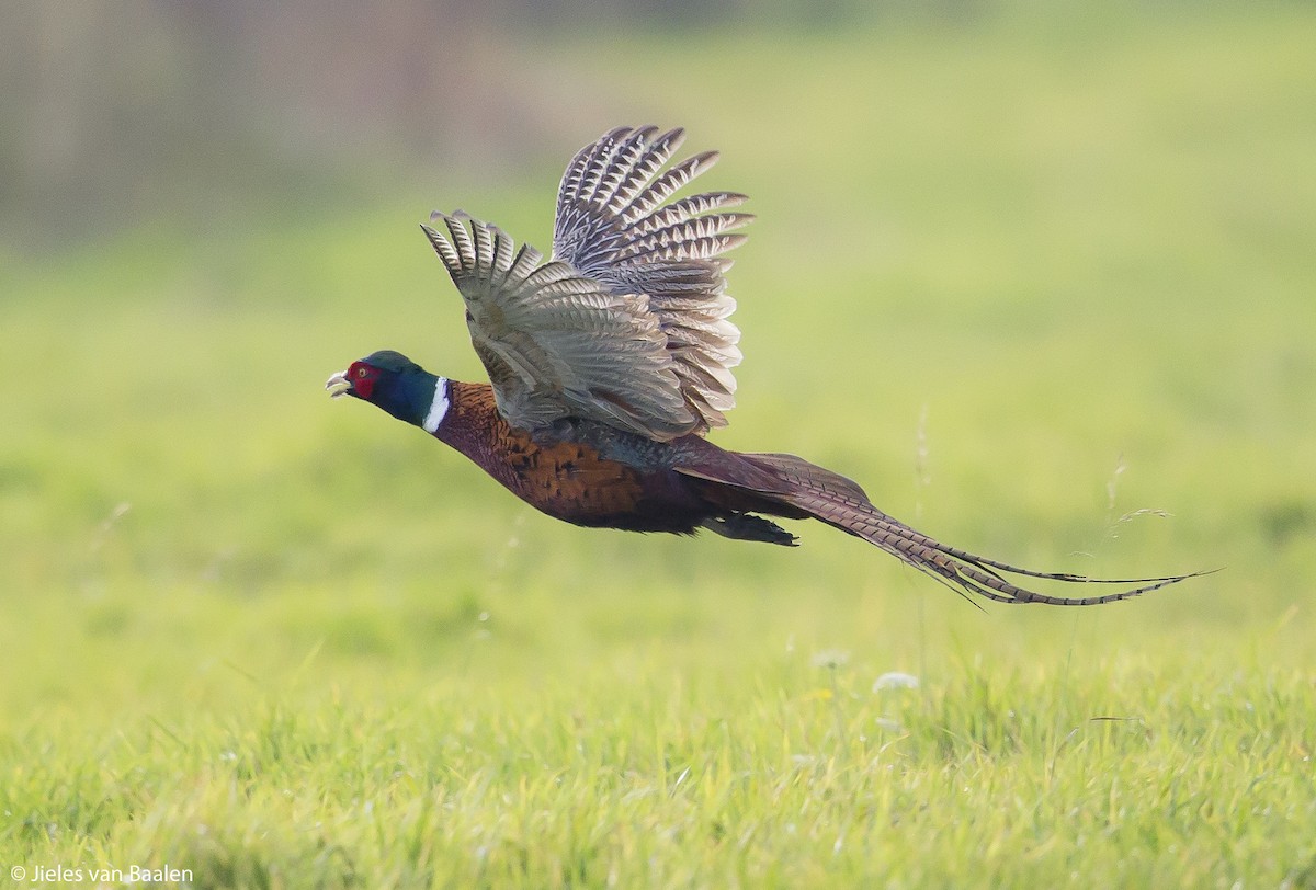 Ring-necked Pheasant - Jieles van Baalen