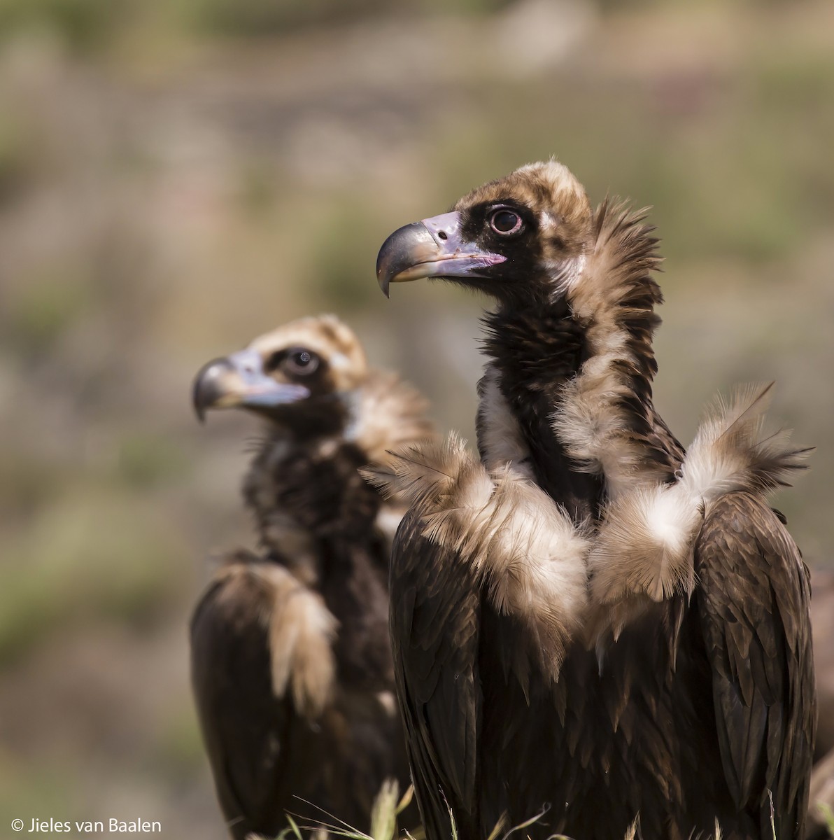 Cinereous Vulture - Jieles van Baalen