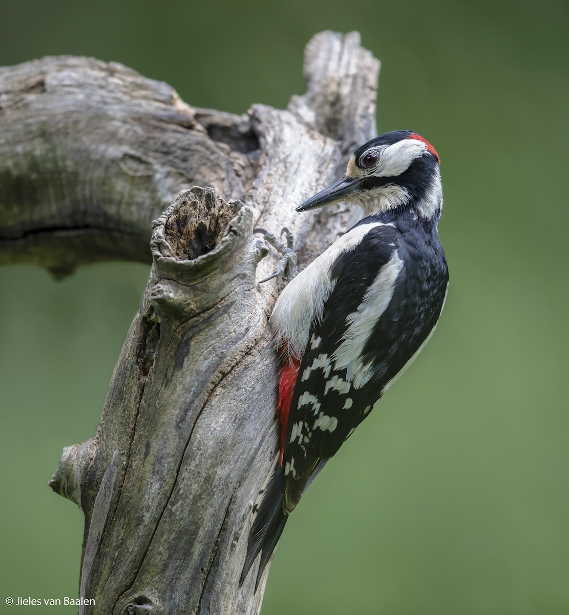 Great Spotted Woodpecker (Great Spotted) - Jieles van Baalen