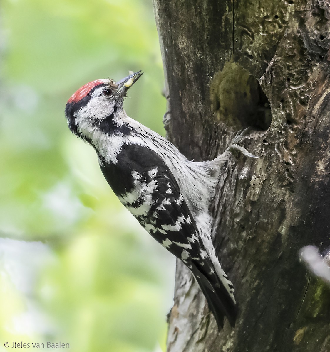 Lesser Spotted Woodpecker - Jieles van Baalen