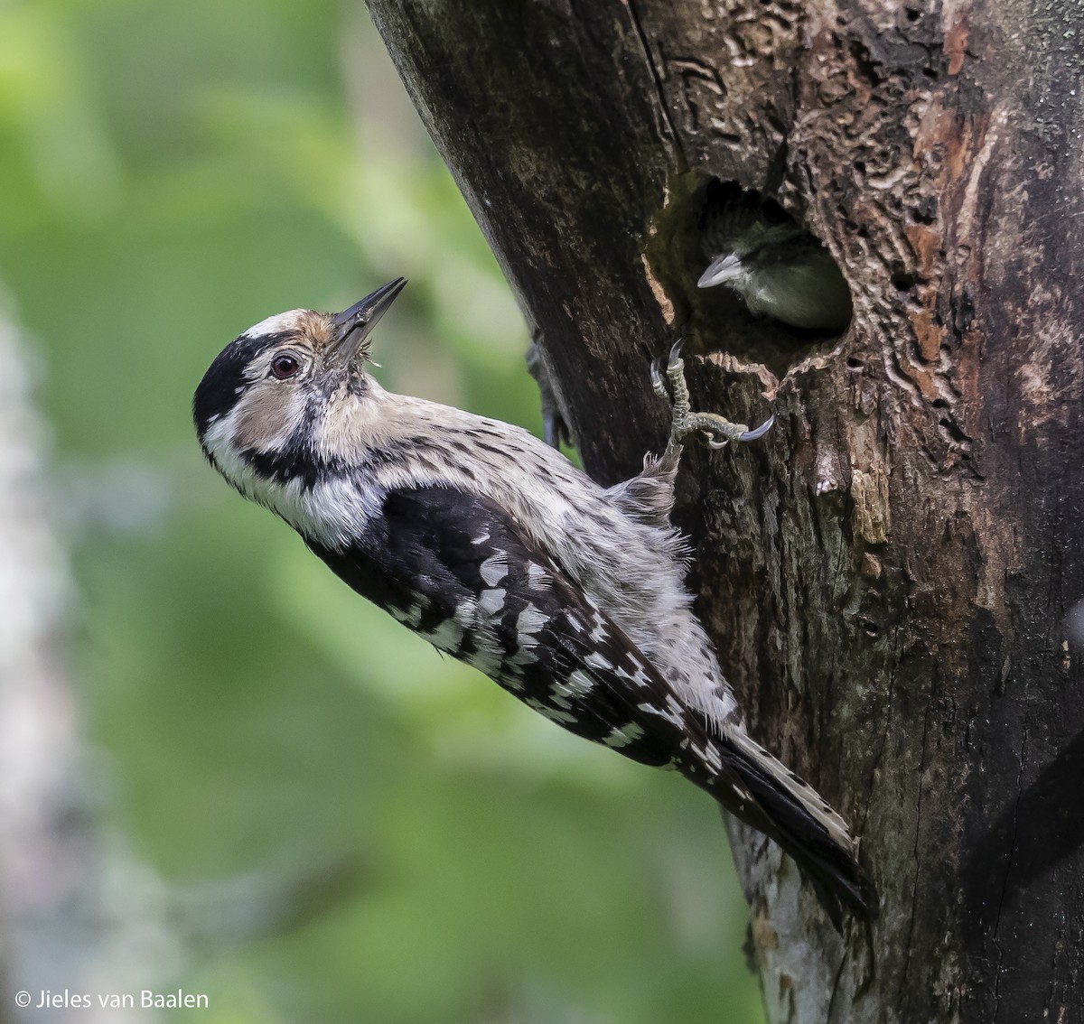 Lesser Spotted Woodpecker - Jieles van Baalen