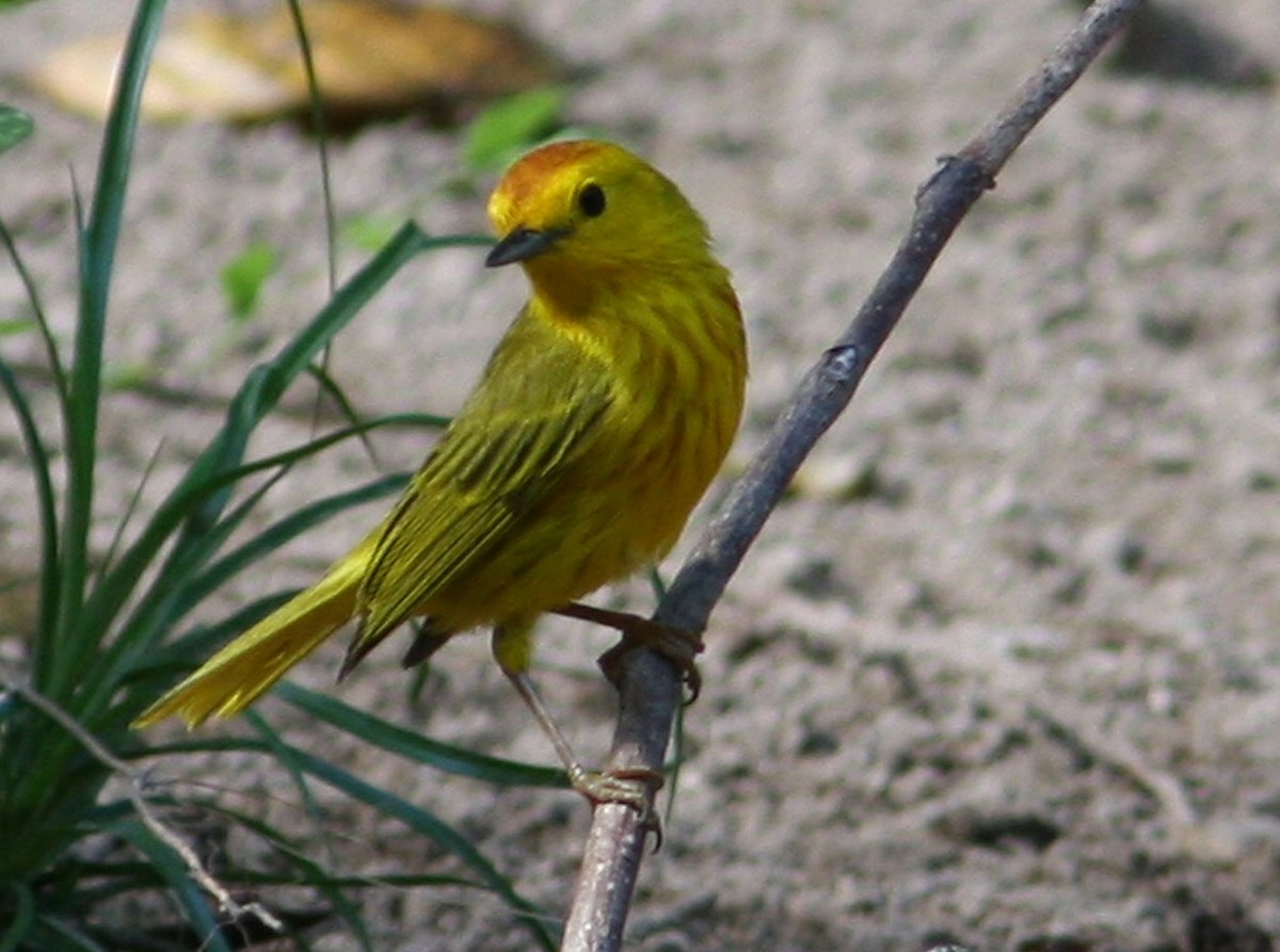 Yellow Warbler (Golden) - Mikko Pyhälä