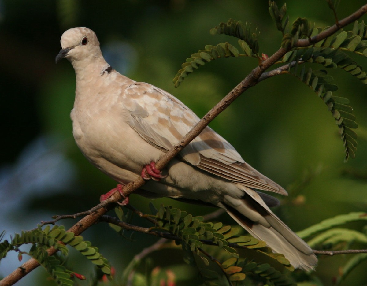 Eurasian Collared-Dove - Mikko Pyhälä