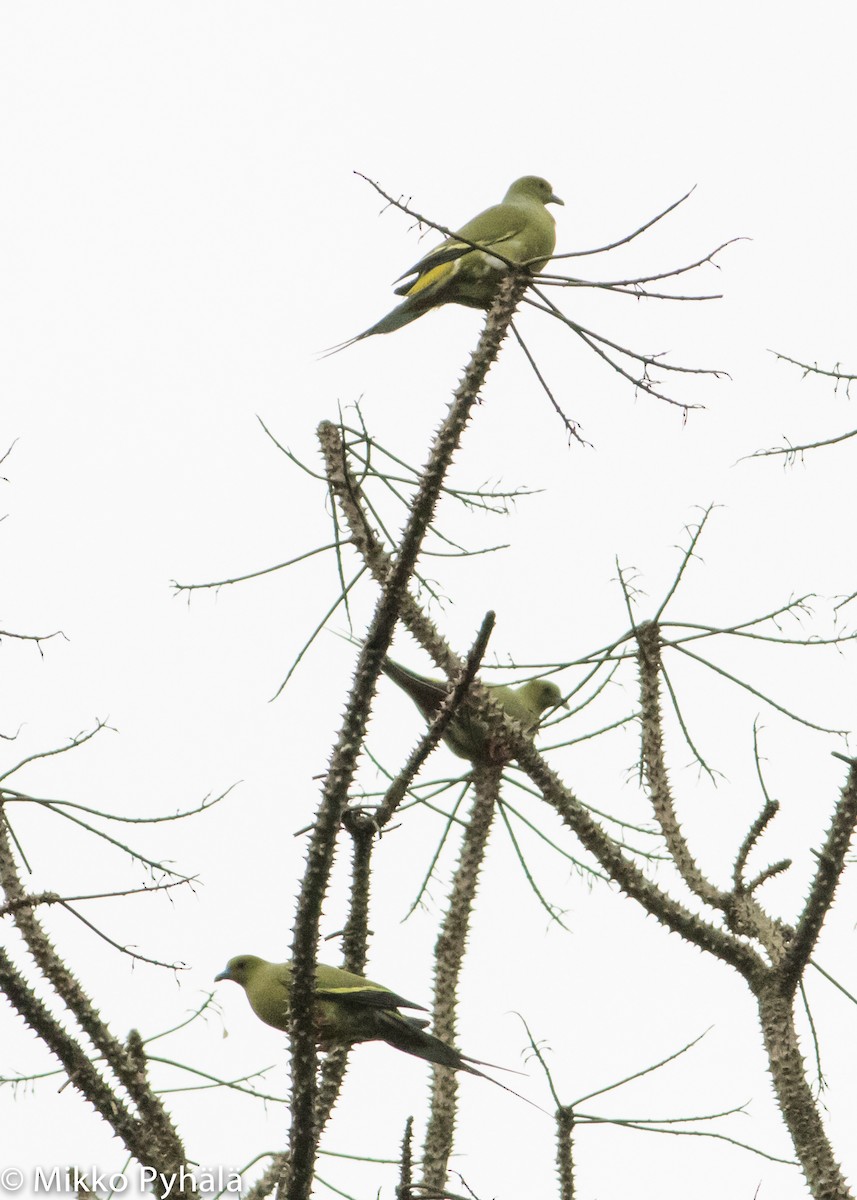 Pin-tailed Green-Pigeon - ML204720311