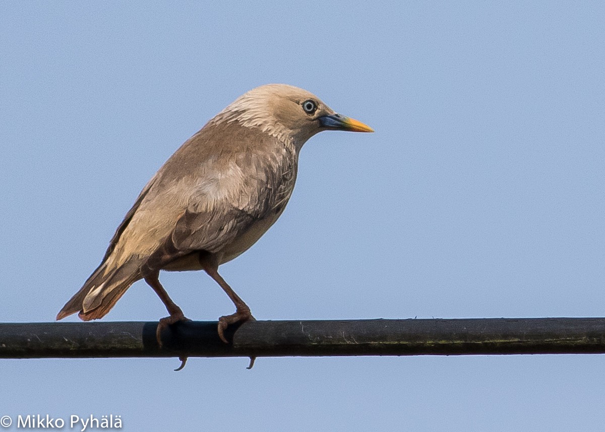 Chestnut-tailed Starling - ML204720481