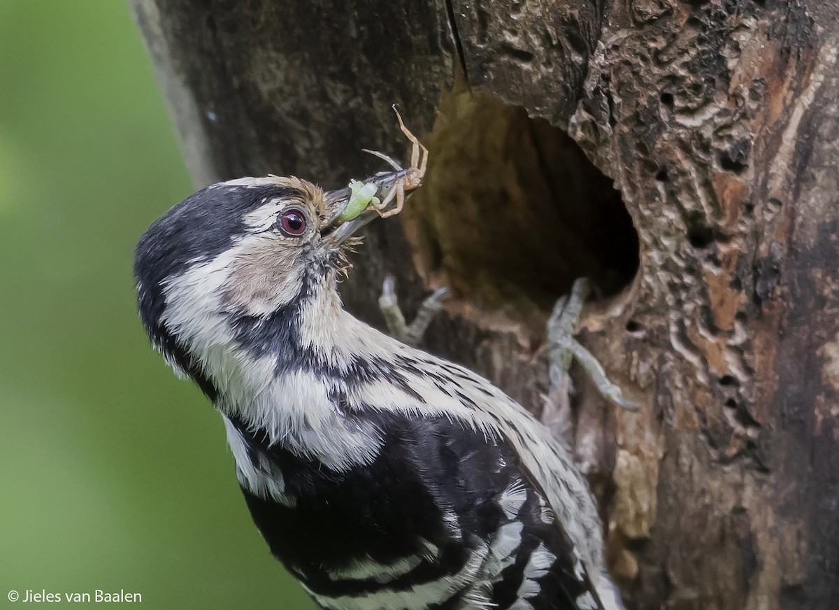 Lesser Spotted Woodpecker - ML204720831