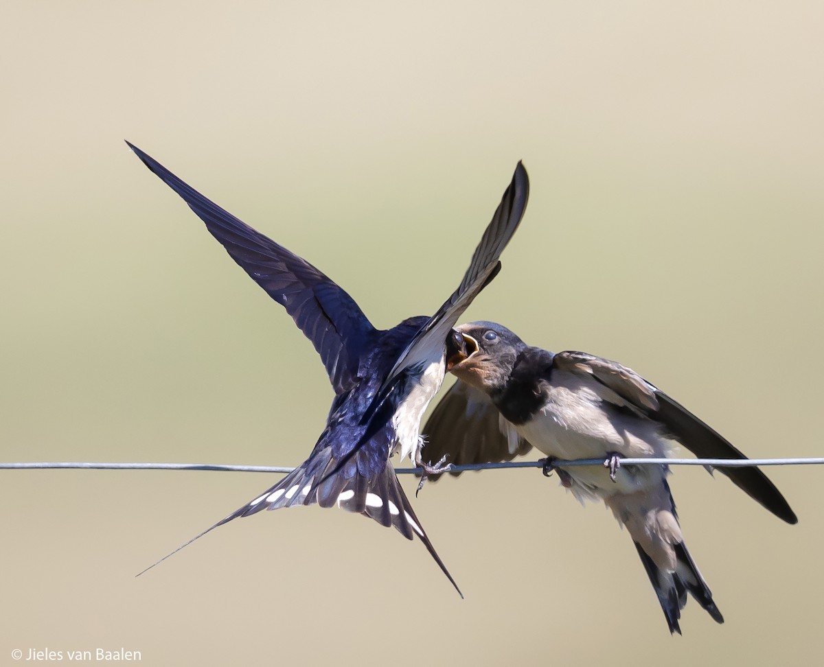 Barn Swallow (White-bellied) - Jieles van Baalen