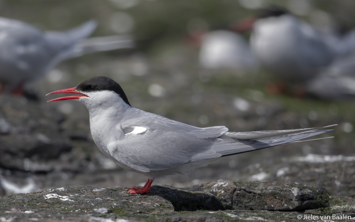 Arctic Tern - Jieles van Baalen