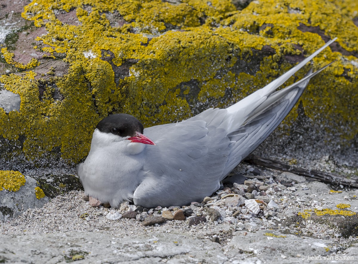 Arctic Tern - Jieles van Baalen