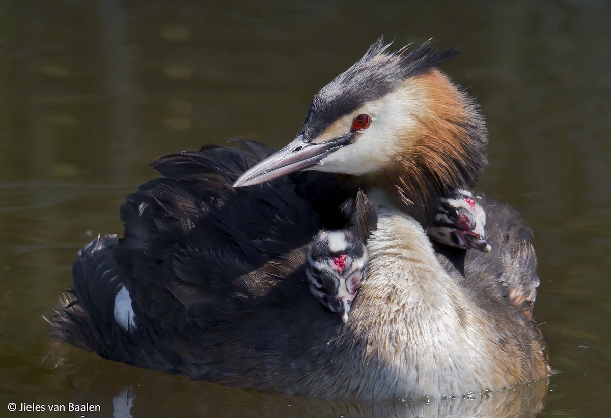 Great Crested Grebe - ML204720971