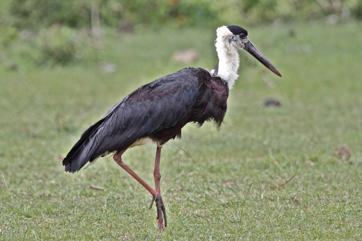 Asian Woolly-necked Stork - ML204721241