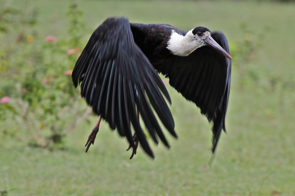 Asian Woolly-necked Stork - ML204721251