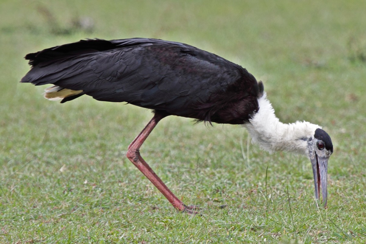 Asian Woolly-necked Stork - ML204721261