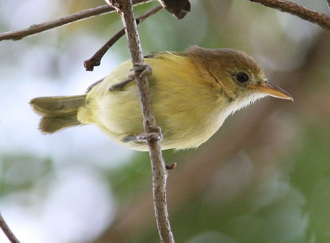 Pachysylvia aurantiifrons