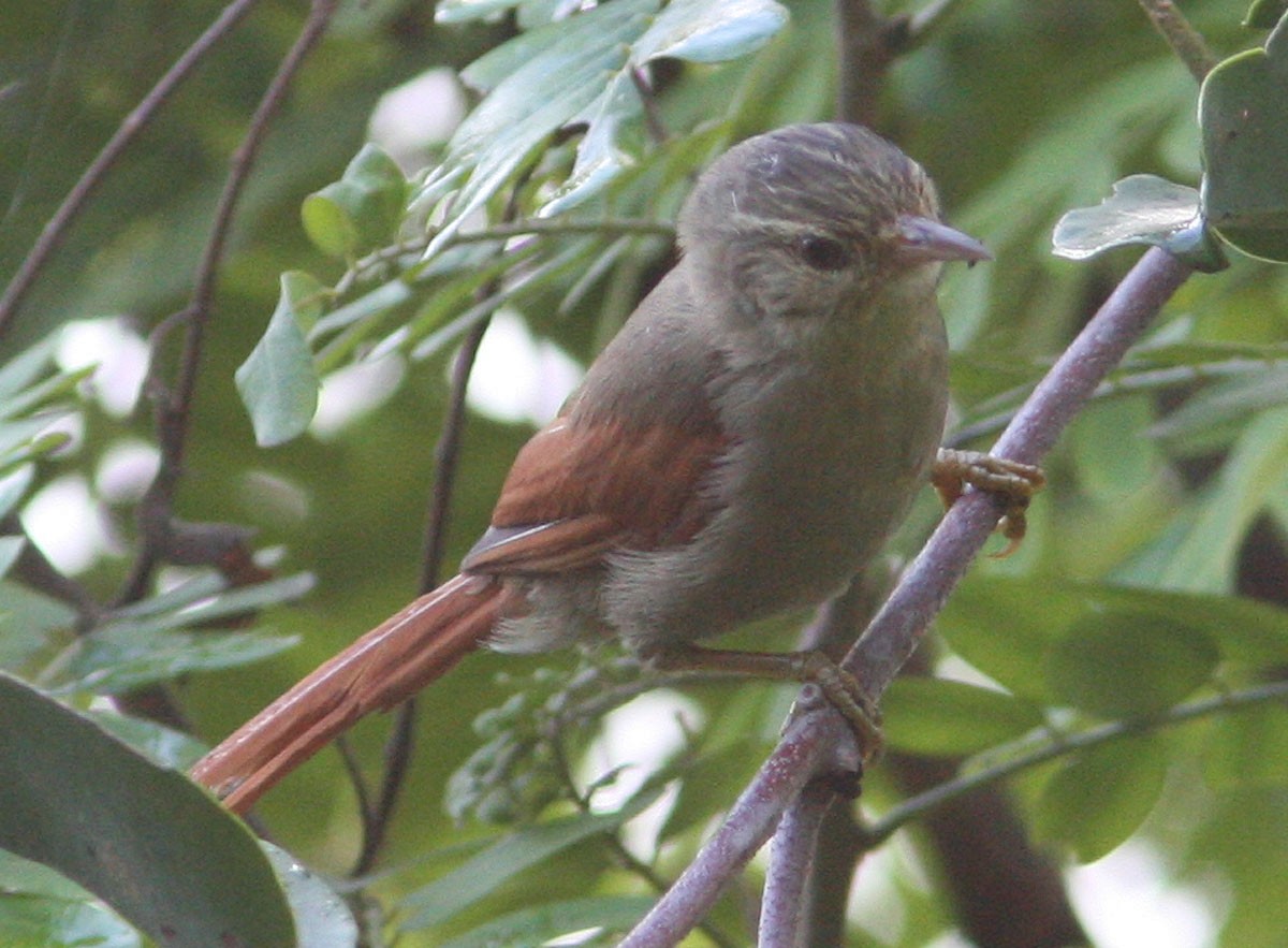 Crested Spinetail - ML204722111